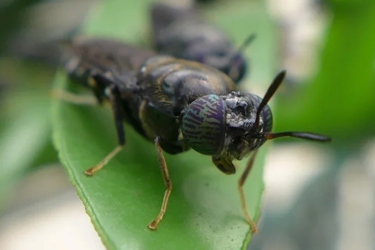 Close up image of a Black Soldier Fly on a leaf